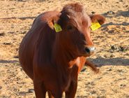 Bonsmara heifer