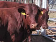 Bonsmara heifer