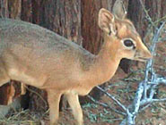 Damara dik-dik