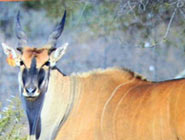 Livingstone Eland Bull