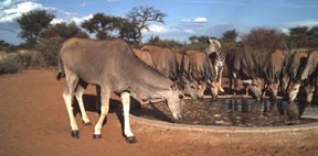 Red Eland at Mytilus