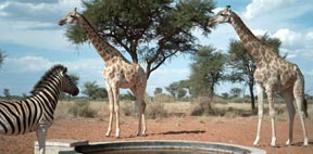 Zebra and Giraffe at Mytilus