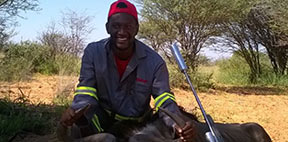 Isai Shigwedha with his Blue Wildebeest